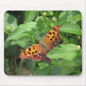 Vraag Mark Butterfly over Lantana Muismat (Voorkant)