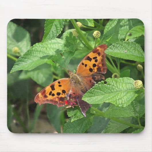 Vraag Mark Butterfly over Lantana Muismat (Voorkant)