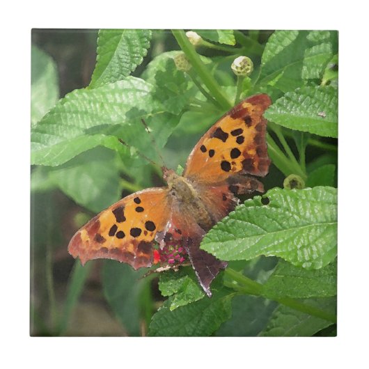 Vraag Mark Butterfly over Lantana Tegeltje (Voorkant)