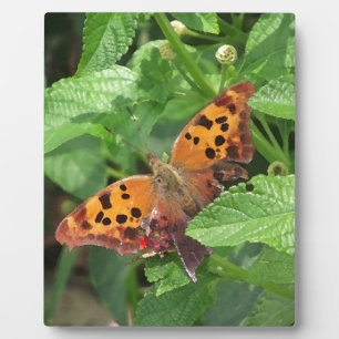 Vraagtekenvlinder op Lantana Fotoplaat