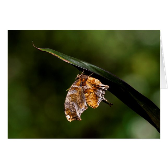 Vragenmerk vlinder (Voorkant Horizontaal)