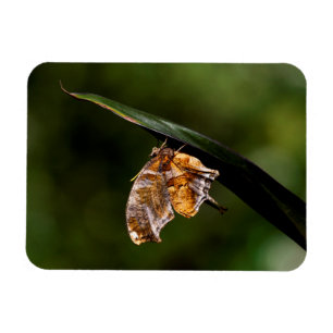 Vragenmerk vlinder magneet