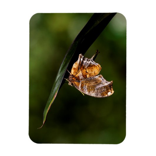 Vragenmerk vlinder magneet (Verticaal)