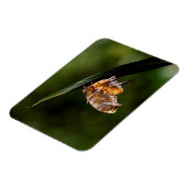 Vragenmerk vlinder magneet (Linkerzijde)