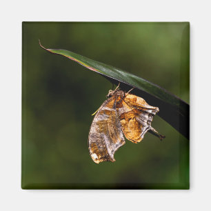 Vragenmerk vlinder magneet