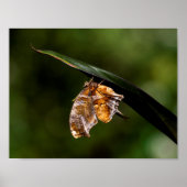 Vragenmerk vlinder poster (Voorkant)