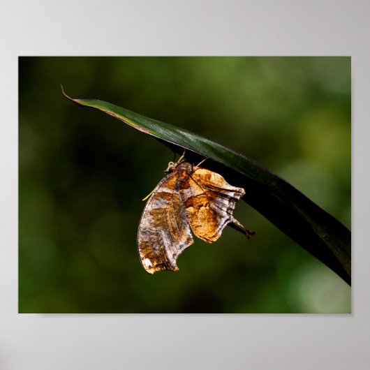 Vragenmerk vlinder poster (Voorkant)