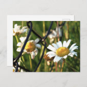 Vrede achter het hek. In bloemen illustratief. Briefkaart (Voorkant / Achterkant)