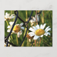 Vrede achter het hek. In bloemen illustratief.