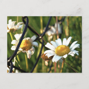 Vrede achter het hek. In bloemen illustratief. Briefkaart