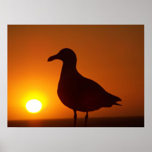 Vrede is nog steeds_ poster