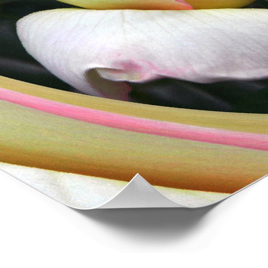 Vrede Roos liefde.... Poster (Hoek)