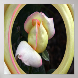 Vrede Roos liefde.... Poster