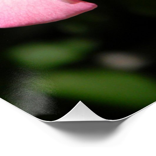 Vrede Roos... Perfect Poster (Hoek)