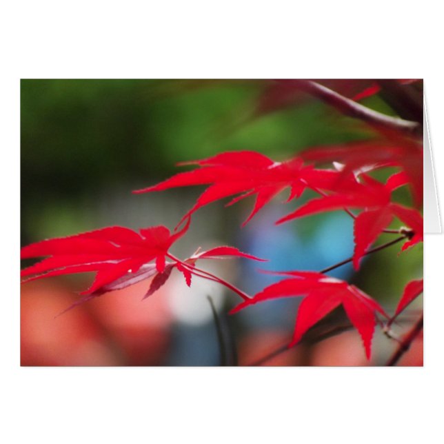 Vrede van de Bladeren (Voorkant Horizontaal)