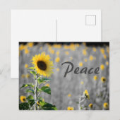 "Vrede" Zonnebloemveld, Zwart & Wit Briefkaart (Voorkant / Achterkant)