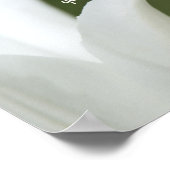 Vredes Tulp Poster (Hoek)