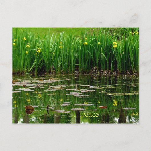 VredesBriefkaart Briefkaart (Voorkant)