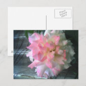 vredesbriefkaart briefkaart (Voorkant / Achterkant)