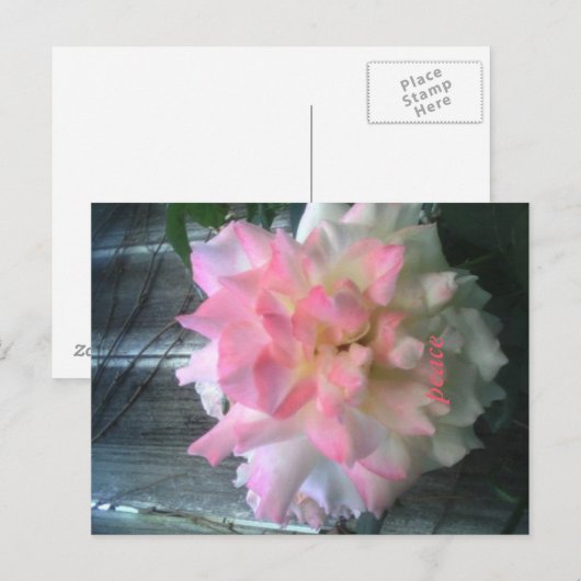 vredesbriefkaart briefkaart (Voorkant / Achterkant)