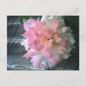 vredesbriefkaart briefkaart (Voorkant)