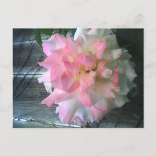 vredesbriefkaart briefkaart (Voorkant)