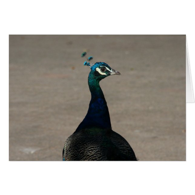 vredesgezicht (Voorkant Horizontaal)