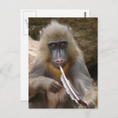 vredesleiding briefkaart (Voorkant / Achterkant)