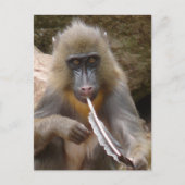 vredesleiding briefkaart (Voorkant)