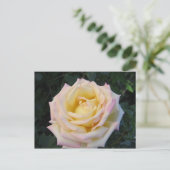 VredesRoos Briefkaart (Staand voorkant)