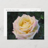 VredesRoos Briefkaart (Voorkant / Achterkant)