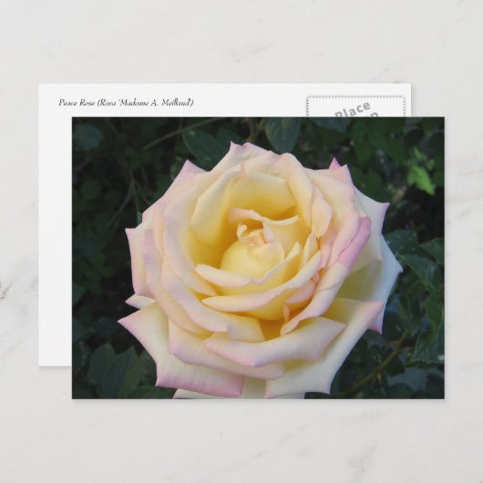 VredesRoos Briefkaart (Voorkant / Achterkant)