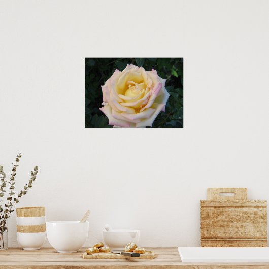 VredesRoos Poster (Keuken)