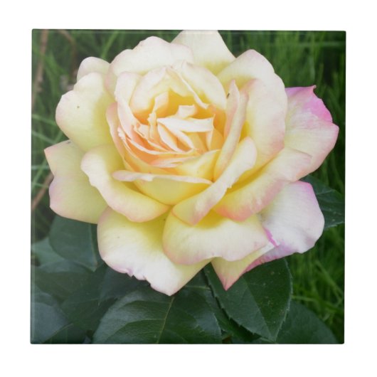 Vredesroos Tegeltje (Voorkant)