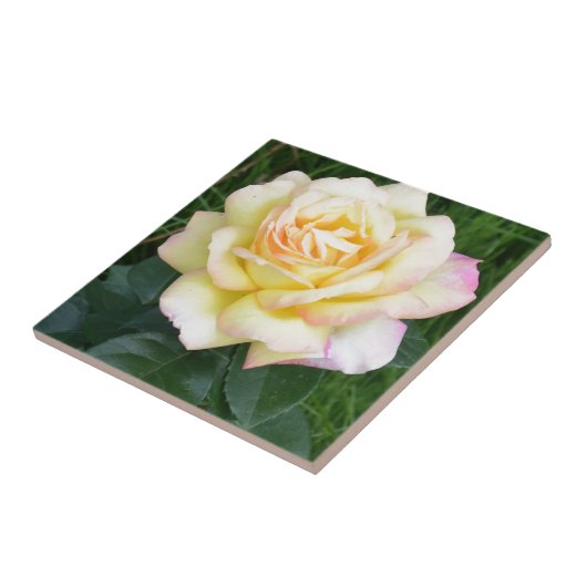 Vredesroos Tegeltje (Zijkant)