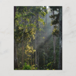 Vredige ochtendzon zonnestraal zonnestraal bos briefkaart