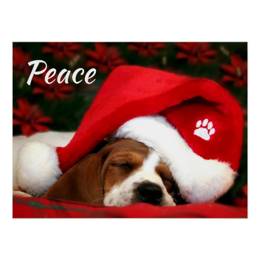 Vredige puppy met tekst perfect poster (Voorkant)