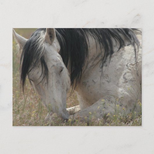 vreedzaam briefkaart (Voorkant)