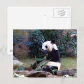 vreedzaam briefkaart (Voorkant / Achterkant)