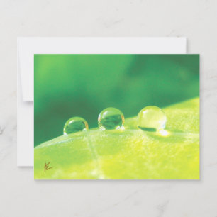 Vreedzaam, Elegant, Dauw druppels op blad Natuur Briefkaart
