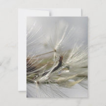 Vreedzaam, Elegant, Glanzende Paardenbloem Pluis