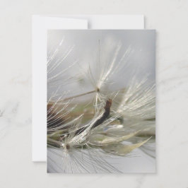 Vreedzaam, Elegant, Glanzende Paardenbloem Pluis Briefkaart