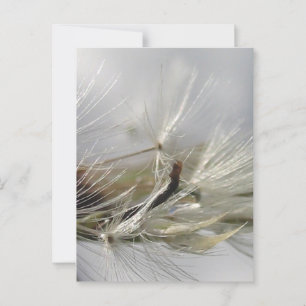 Vreedzaam, Elegant, Glanzende Paardenbloem Pluis Briefkaart