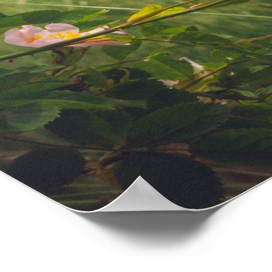 Vreedzaam landschap met wilde rozen poster (Hoek)