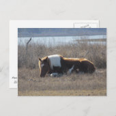 Vreedzaam pony briefkaart. briefkaart (Voorkant / Achterkant)