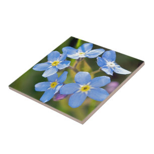 Vreedzame Bloemen vergeet me niet Tegeltje