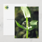Vreedzame Close Up Dew op Klaver Natuur Meditatie Briefkaart (Voorkant / Achterkant)