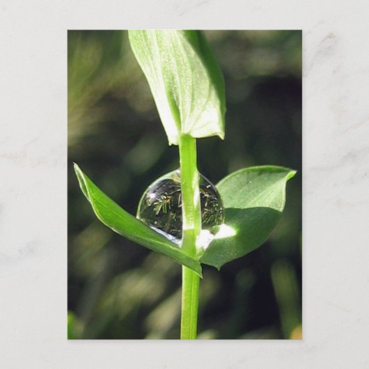 Vreedzame Close Up Dew op Klaver Natuur Meditatie Briefkaart (Voorkant)