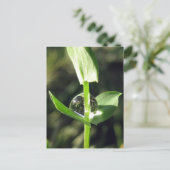 Vreedzame Close Up Dew op Klaver Natuur Meditatie Briefkaart (Staand voorkant)