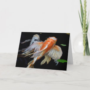 Vreedzame Koi Koi Vissen Fotografie Blank Kaart